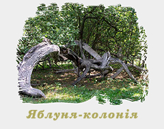 "Яблуня-колонія" - ботанічна пам'ятка природи загально-державного значення. Кролевець, Сумська обл. "Яблуня-колонія" - ботанічна пам'ятка природи загально-державного значення. Кролевець, Сумська обл.