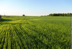 10.05.2013_obyizna.jpg  (9392 bytes)