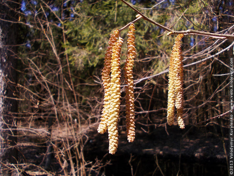 ���������, ������� �������, ������. ������ � ����� ���� �� �����, �� ��������� ���� �����