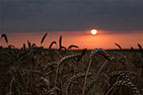 24.07.2015_zahid_sontsya_wheat.jpg  (4054 bytes)